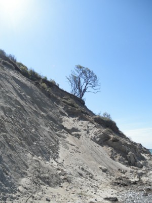 Baum an Steilküste